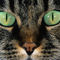 El_gato