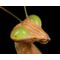 mantis3