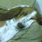 basset