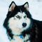 doghaski